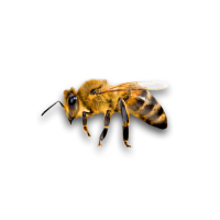 Бджоли та бджоломатки